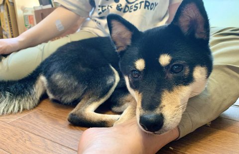 柴犬はいいですよ でも家を破壊します 黒柴 りつ すみ イタズラ 壁紙