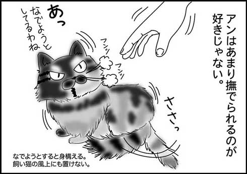猫 夫がなでる 態度 違う メスネコ 漫画