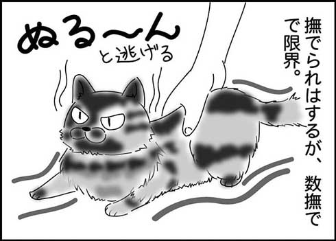 猫 夫がなでる 態度 違う メスネコ 漫画