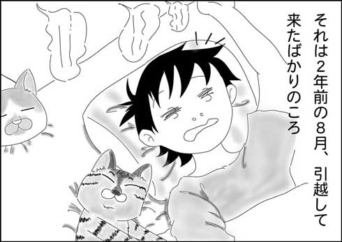 猫 夫がなでる 態度 違う メスネコ 漫画