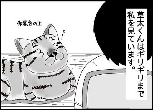 猫 夫がなでる 態度 違う メスネコ 漫画