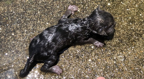 排水溝からネコちゃんが