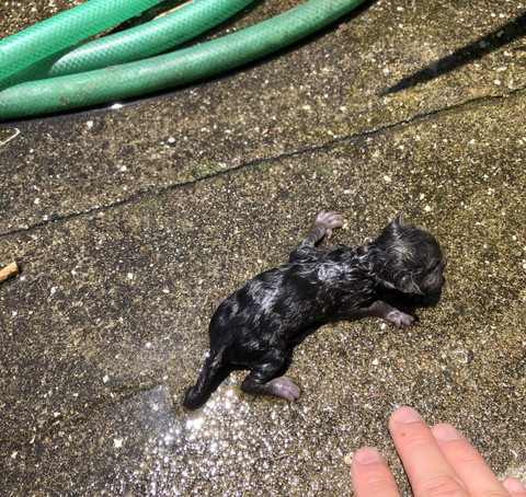 排水溝からネコちゃんが