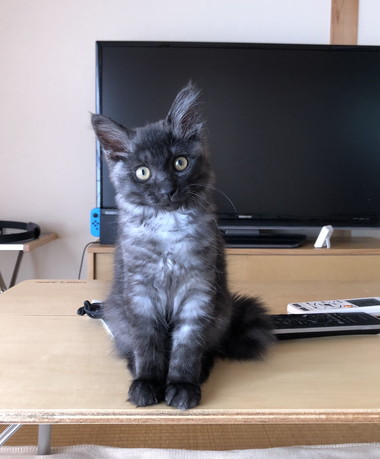 排水溝からネコちゃんが