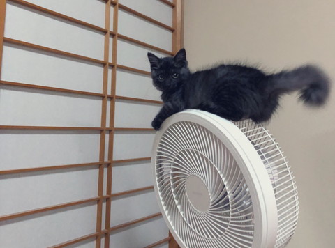 排水溝からネコちゃんが