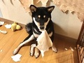 「柴犬はいいですよ。でも家を破壊します」　ワンコのかわいい魅力と同時に破壊神の現実を突きつける写真が話題