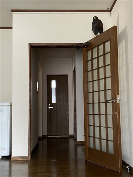 ホームセキュリティの鷹さん