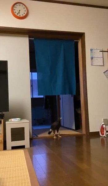 ホームセキュリティの鷹さん