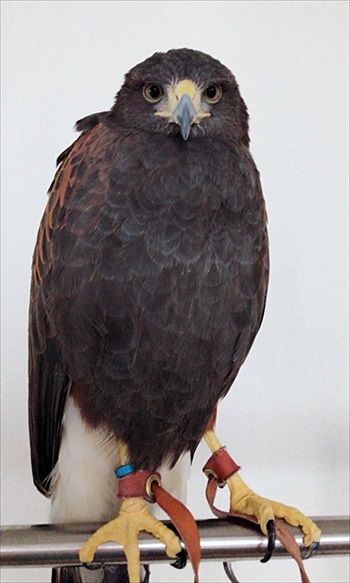 ホームセキュリティの鷹さん