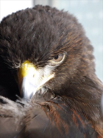 ホームセキュリティの鷹さん