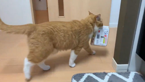 ペヤングを咥えて去るさんて君