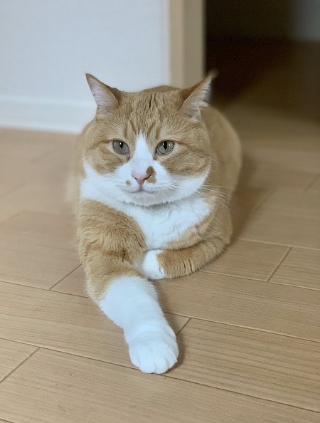 腕を見せつける