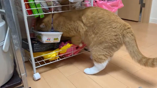 ごそごそするさんて君