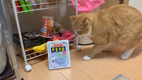 ペヤングを見つめるさんて君