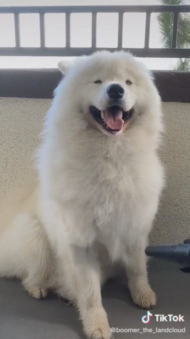 サモエドわんこがふわふわに