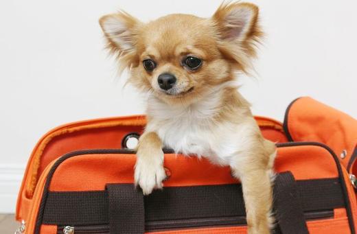 ペット手帳 犬防災