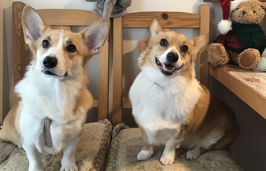 ペット手帳 犬防災