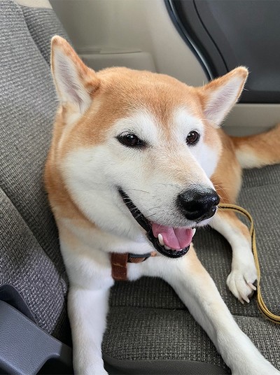 ペット手帳 猫防災