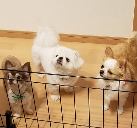 ペット手帳 猫防災