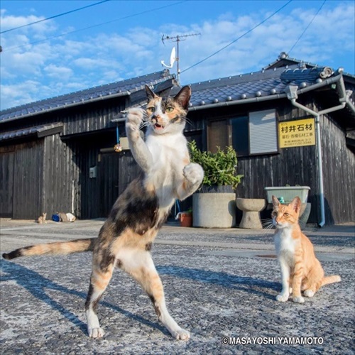 立ち猫