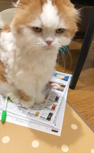 なめネコれおくんピーチくん