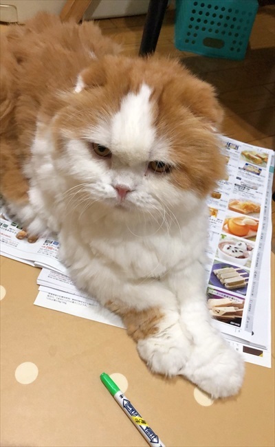 なめネコれおくんピーチくん