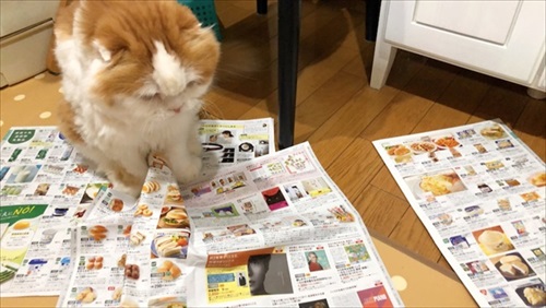 なめネコれおくんピーチくん