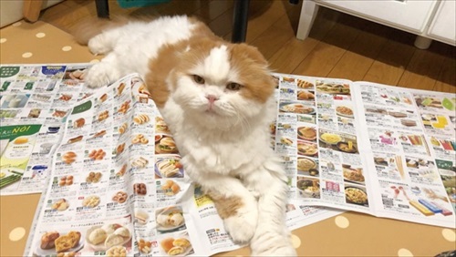 なめネコれおくんピーチくん