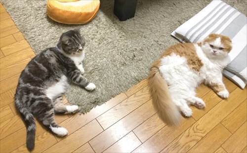 なめネコれおくんピーチくん