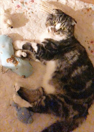 なめネコれおくんピーチくん