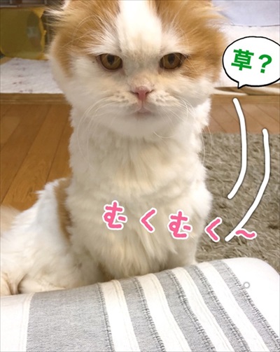 なめネコれおくんピーチくん