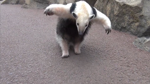 コアリクイ シロクマ