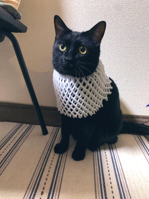 バステト神のような猫ちゃん