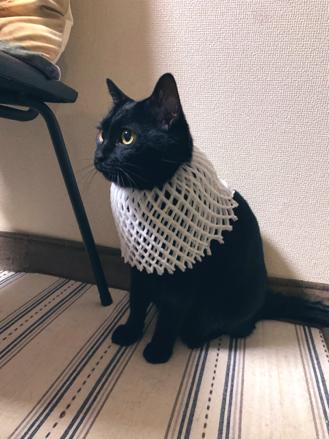 バステト神のような猫ちゃん