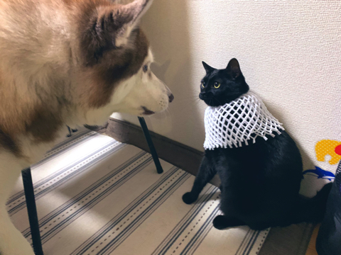 バステト神のような猫ちゃん