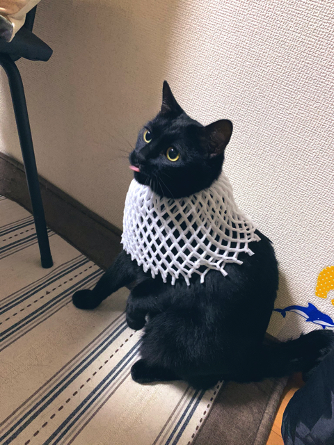 バステト神のような猫ちゃん