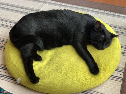 バステト神のような猫ちゃん