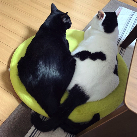 バステト神のような猫ちゃん