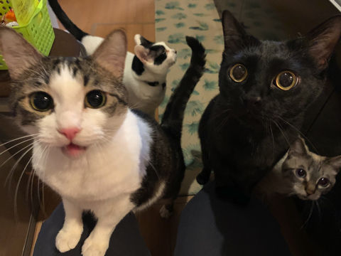 バステト神のような猫ちゃん