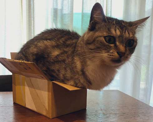 猫 箱 入れない箱なんてないんですよ 入る プロ ココニャ