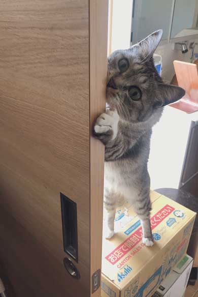 猫 箱 入れない箱なんてないんですよ 入る プロ ココニャ