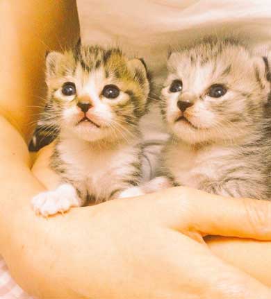 猫 箱 入れない箱なんてないんですよ 入る プロ ココニャ