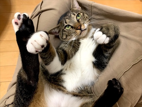 たいとコスモス、ときどきザクロ