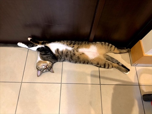 たいとコスモス、ときどきザクロ