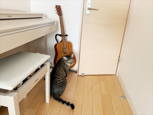 たいとコスモス、ときどきザクロ