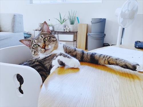 たいとコスモス、ときどきザクロ