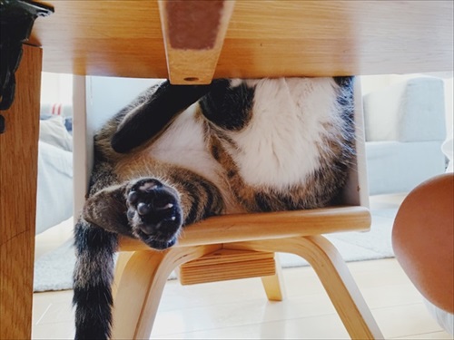 たいとコスモス、ときどきザクロ