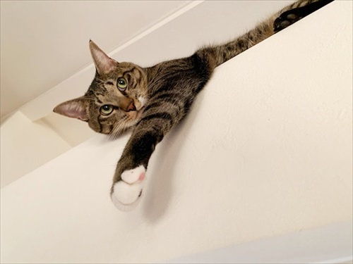 たいとコスモス、ときどきザクロ