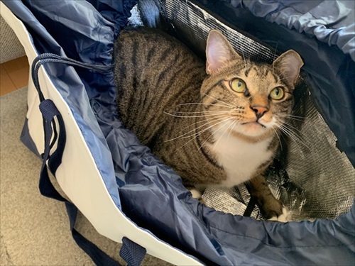 たいとコスモス、ときどきザクロ