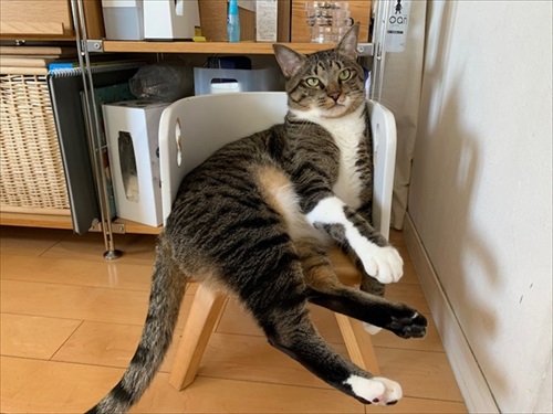 たいとコスモス、ときどきザクロ